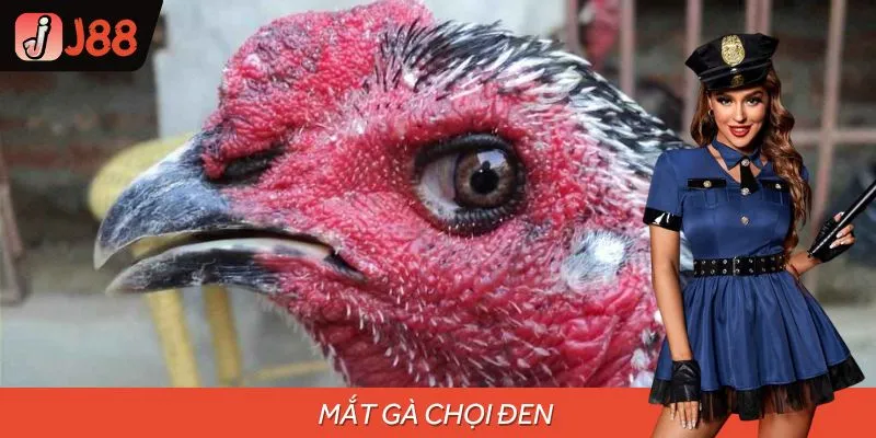 Khám phá mắt gà chọi đen