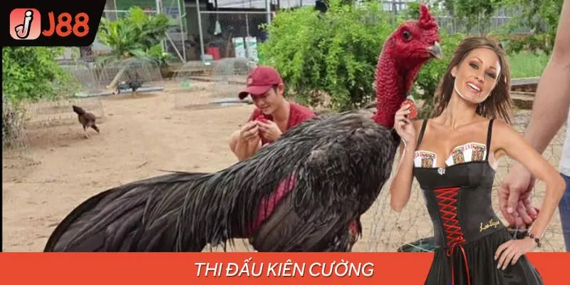 Thể hiện khí chất chiến đấu