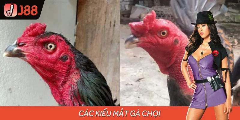 Các Kiểu Mắt Gà Chọi Được Đông Đảo Sư Kê Săn Đơn Hiện Nay