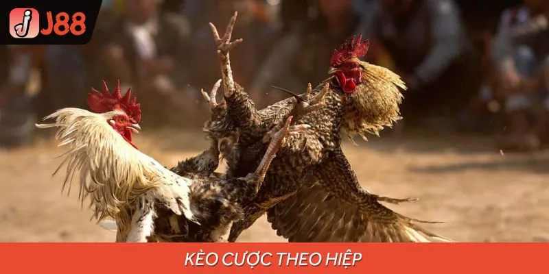Cược đá gà chọi theo hiệp