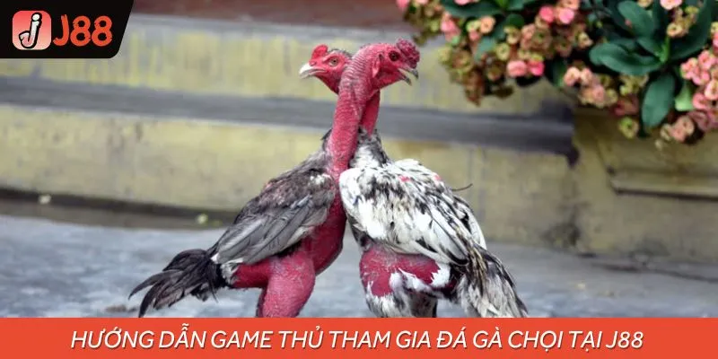 Quy trình 5 bước tham gia đá gà chọi nhanh chóng