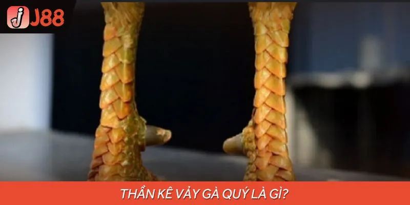 Sơ lược về thần kê vảy gà quý
