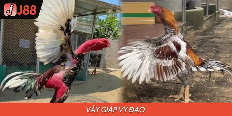 Tìm hiểu vảy giáp vy đao