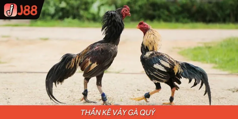 Thần Kê Vảy Gà Quý - Các Loại Vảy Và Ý Nghĩa Sâu Xa