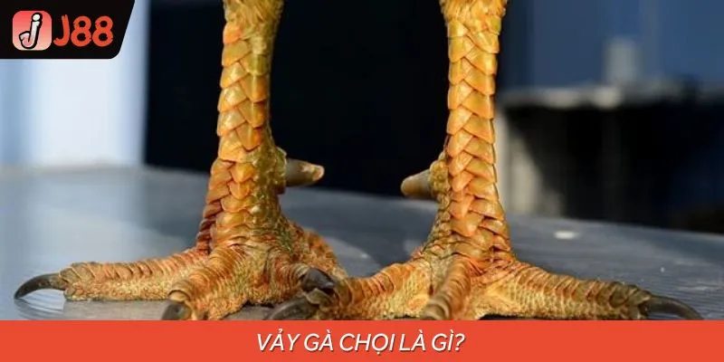 Tìm hiểu về vảy gà chọi