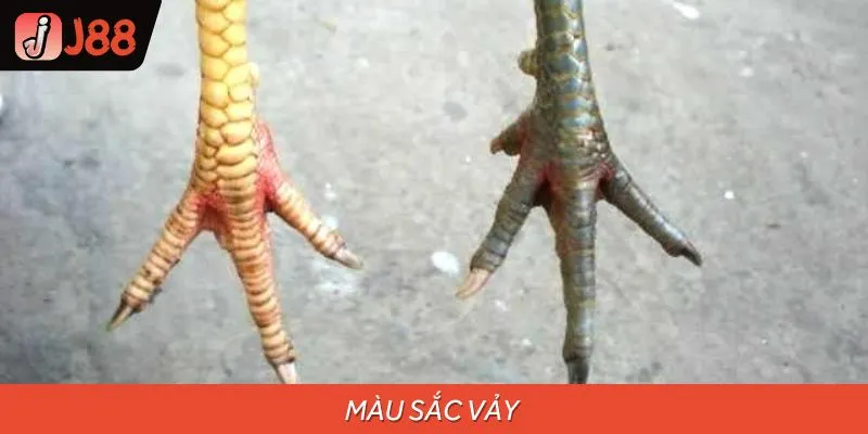 Yếu tố màu sắc
