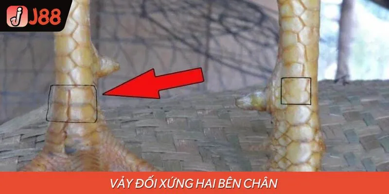 Vảy 2 bên chân đối xứng