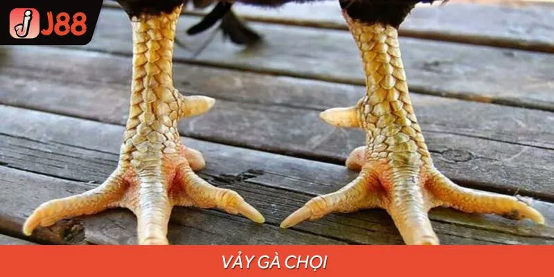 Vảy Gà Chọi Là Gì? Đặc Điểm & Cách Nhận Biết Chính Xác 100%