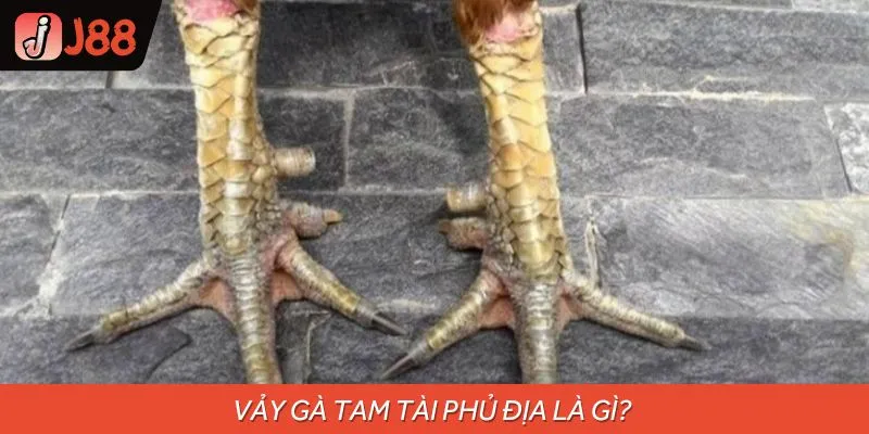 Khám phá về vảy gà Tam Tài Phủ Địa