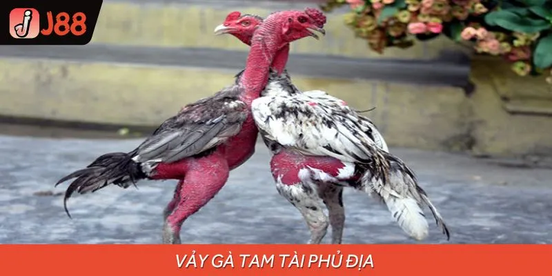 Vảy Gà Tam Tài Phủ Địa - Bí Quyết Chọn Gà Chọi Thông Minh