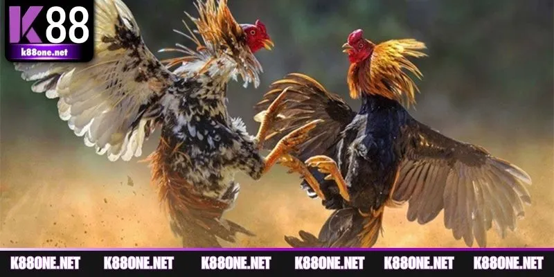 Khám phá đá gà cựa dao ở K88