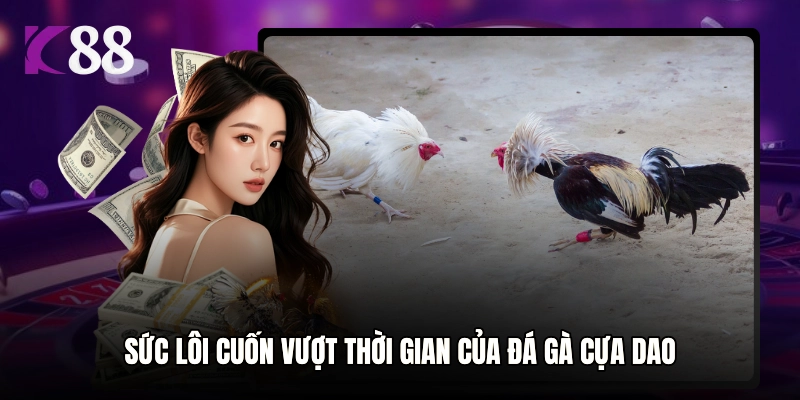 Sức lôi cuốn vượt thời gian của đá gà cựa dao